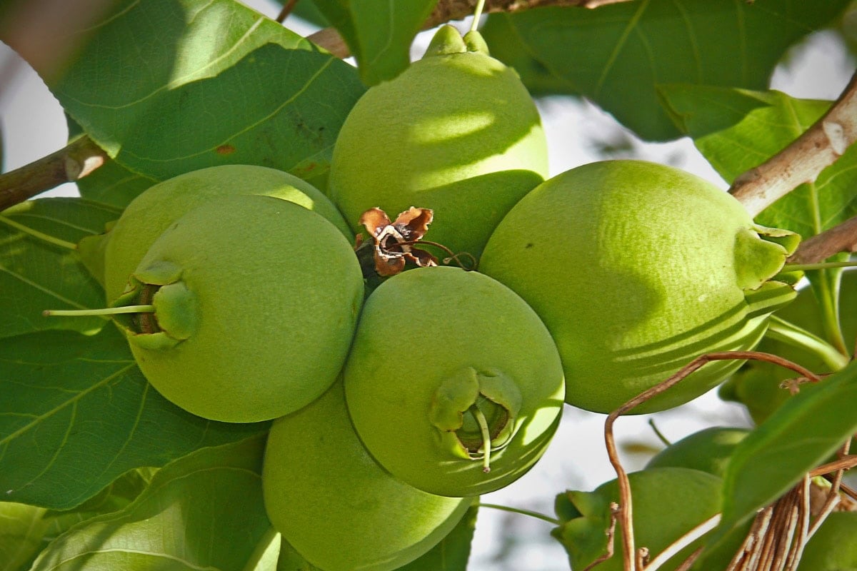 Cocky apples are on a branch | Hurry The Food Up