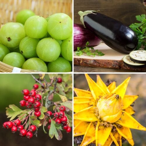 Title Image - 20 Weird Fruits That Start With E | Hurry The Food Up