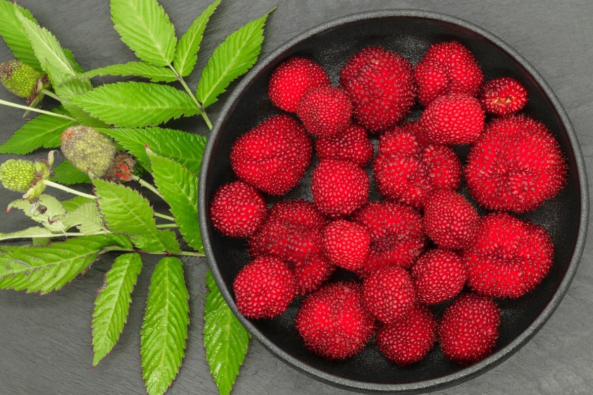 Balloon berries are on the dark plate. Next to it lie some green branches | Hurry The Food Up