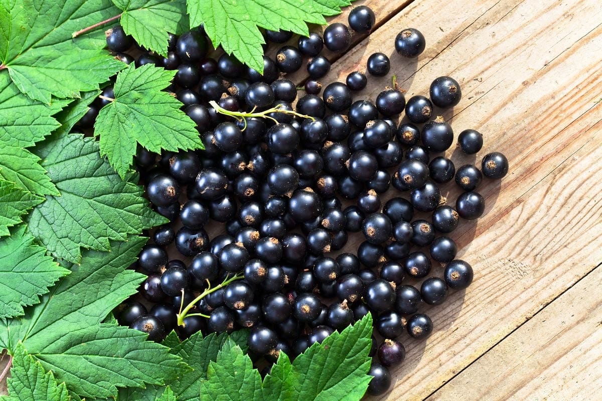 Black currant on the wooden surface | Hurry The Food Up