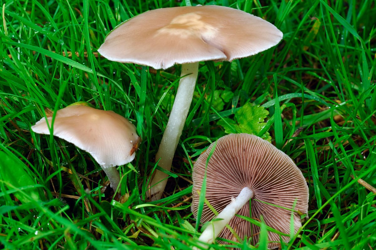 Three fairy ring mushrooms grow among grass | Hurry The Food Up