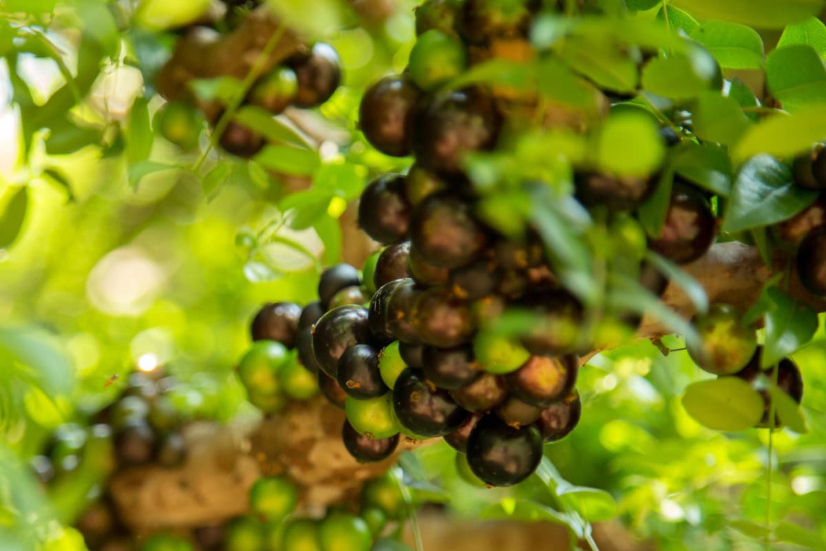 False jaboticaba | Hurry The Food Up