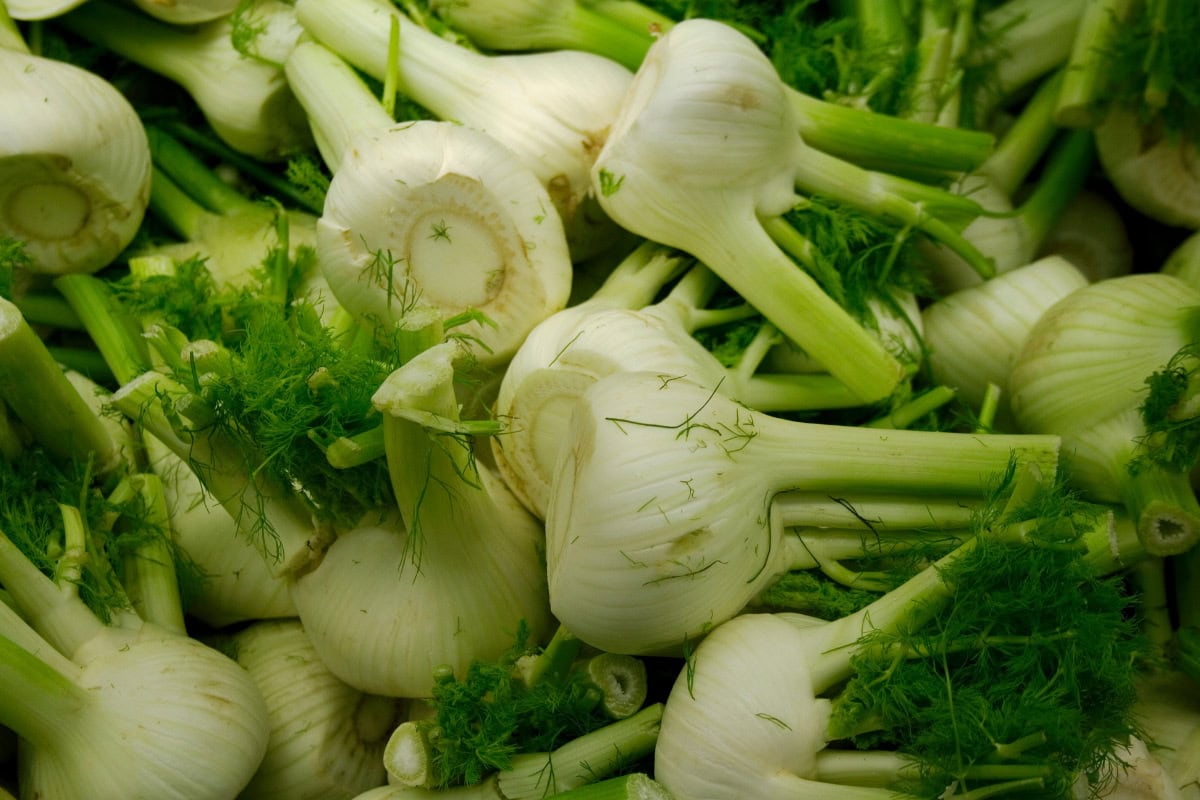 Fresh fennel plants | Hurry The Food Up