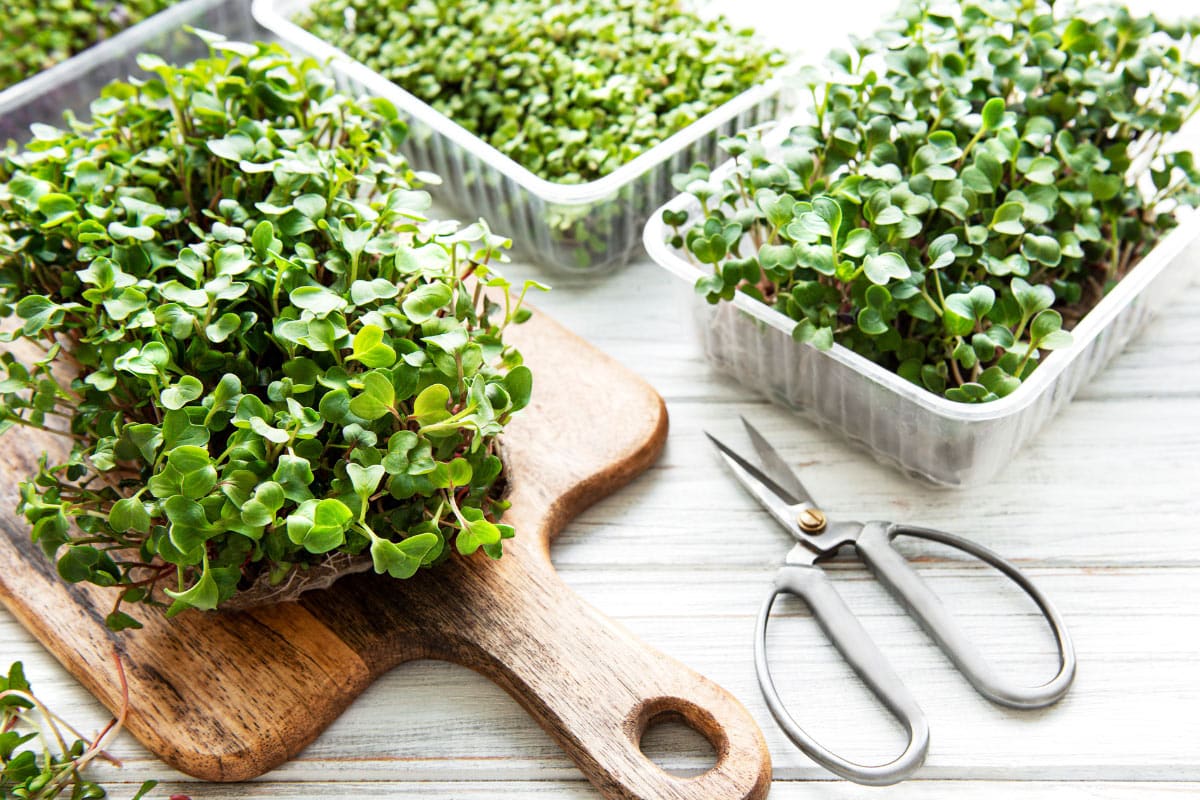 Flax Microgreens are in plastic containers and one set is on the wooden cut board. Next to it, there are scissors | Hurry The Food Up