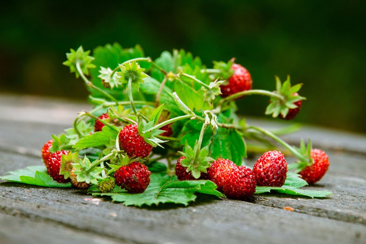 Some branches of forest strawberry lie on the wooden surface | Hurry The Food Up