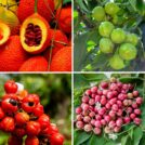 Title Image - Fruits That Start With G | Hurry The Food Up