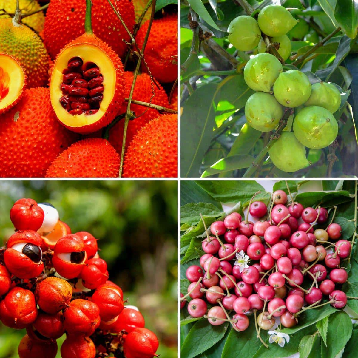 26 Fruits That Start With G (From Gac to Goji!)