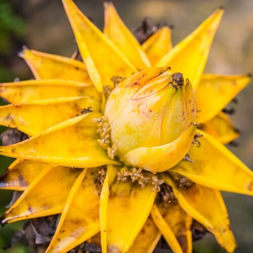 Recipe Card Block Image - 20 Fruits That Start With E | Hurry The Food Up