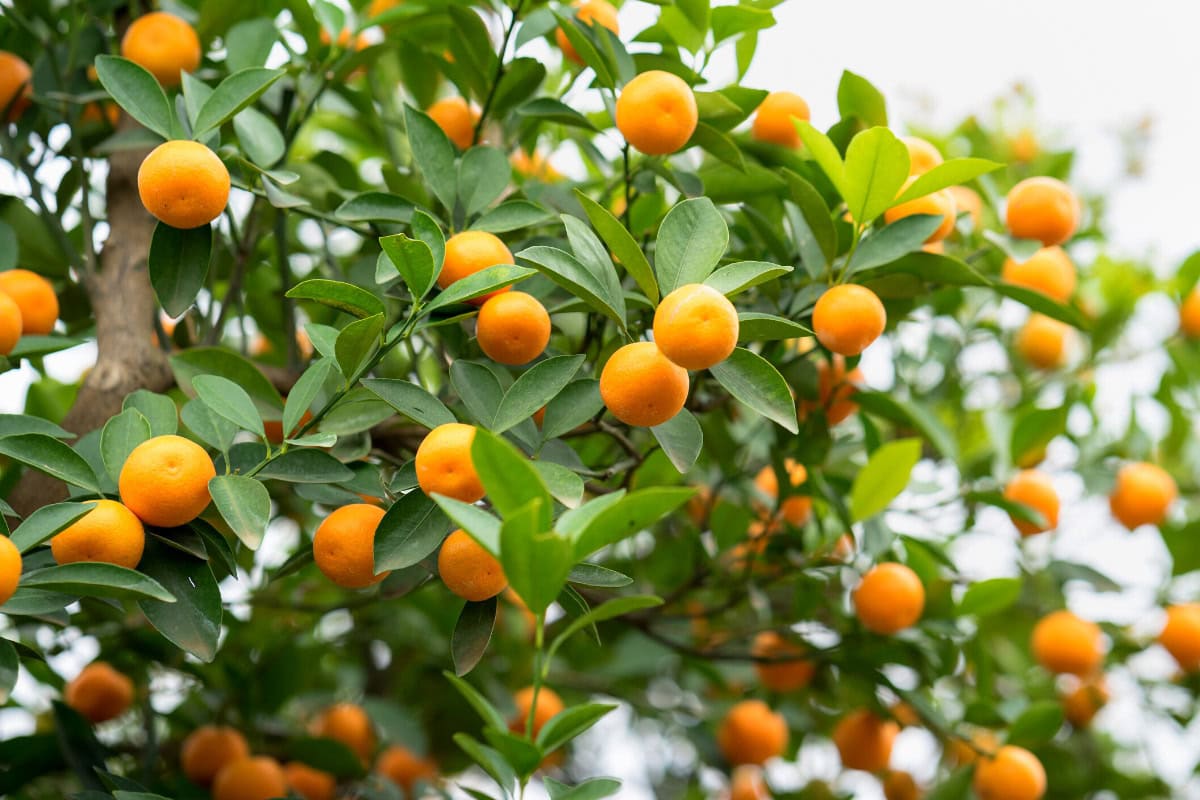 Fukushu Kumquat | Hurry The Food Up