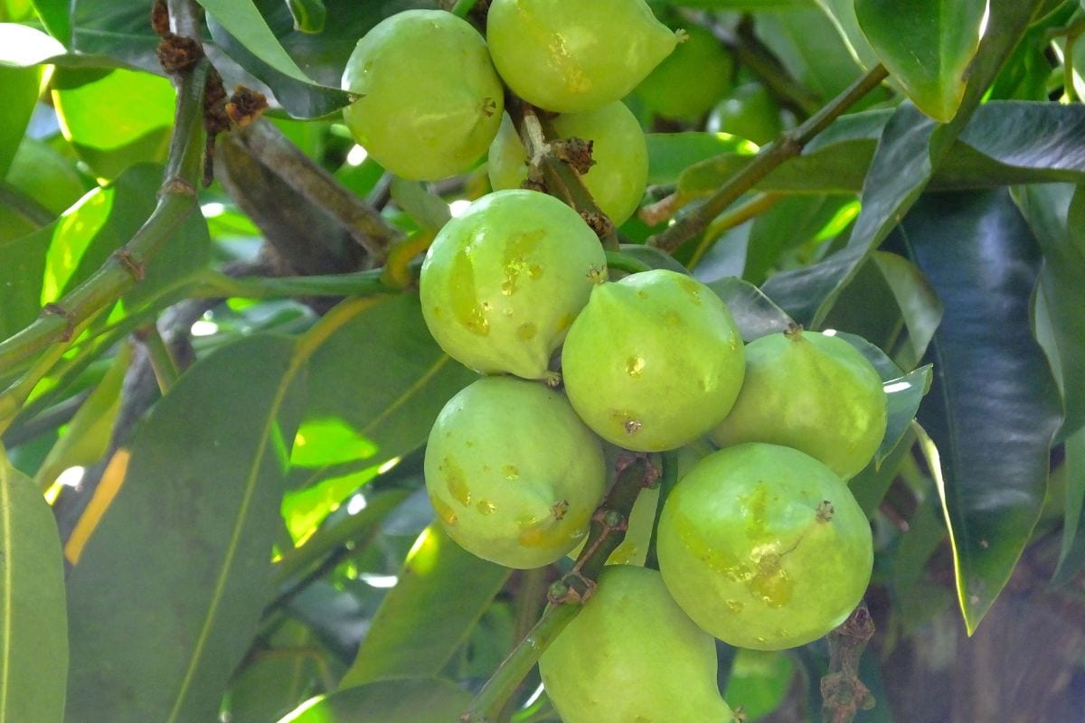 A few gamboge fruits are growing on the tree | Hurry The Food Up