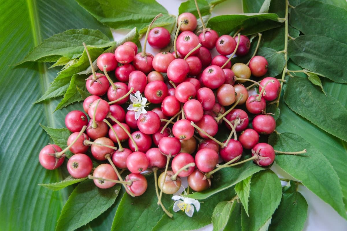 A pile of governer's plums on a bed of leave | Hurry The Food Up