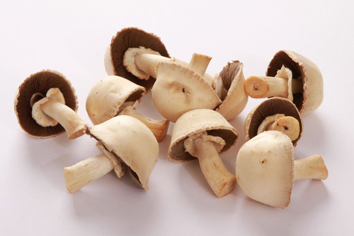 A few horse mushrooms on a white surface | Hurry The Food Up