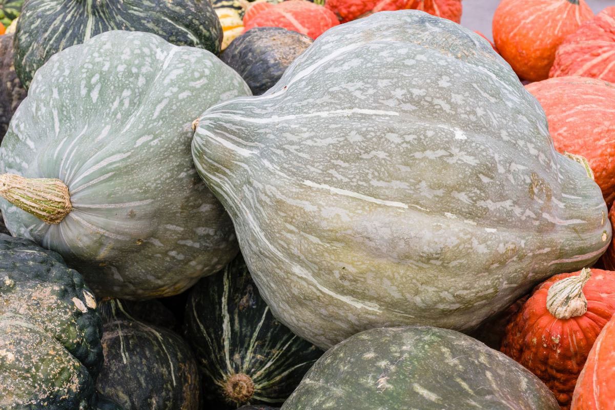 A pile of blue and orange hubbard squashes | Hurry The Food Up