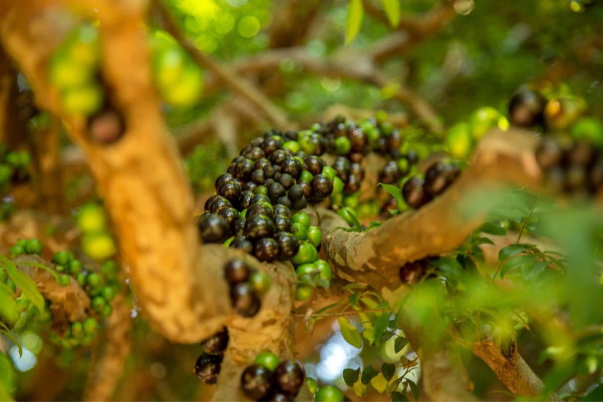 A branch of a jaboticabeira with jaboticaba berries growing on it | Hurry The Food Up