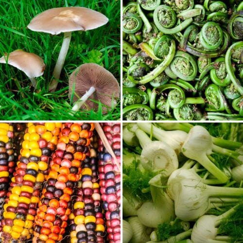 Surprising and Unusual Vegetables That Start With F! | Hurry The Food Up
