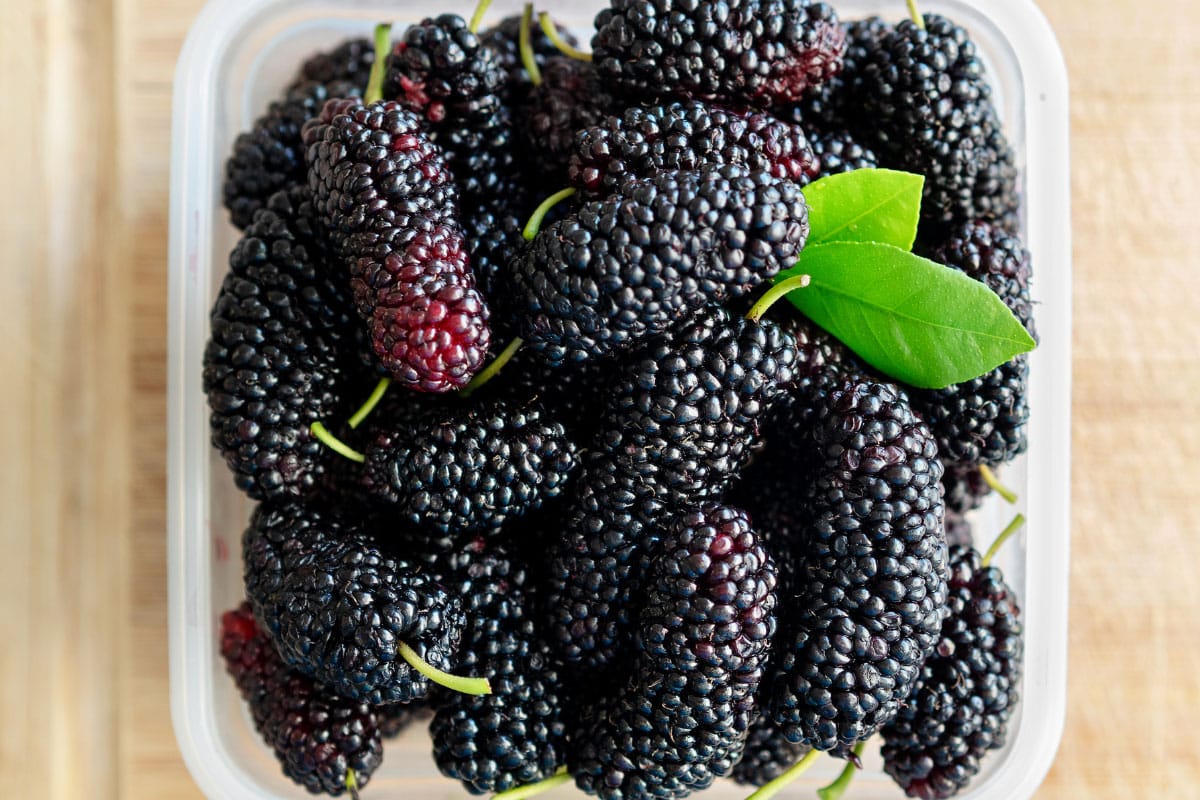 Black mulberries are in the plastic container | Hurry The Food Up