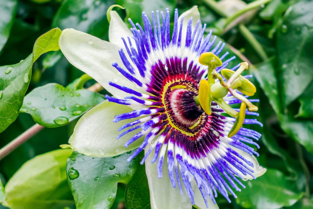 Blue Passionflower is among green leaves | Hurry The Food Up