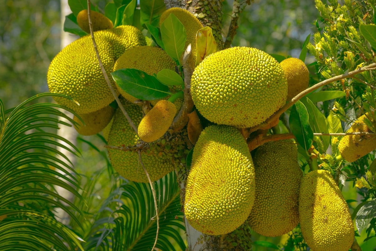 Breadfruits are on the tree | Hurry The Food Up