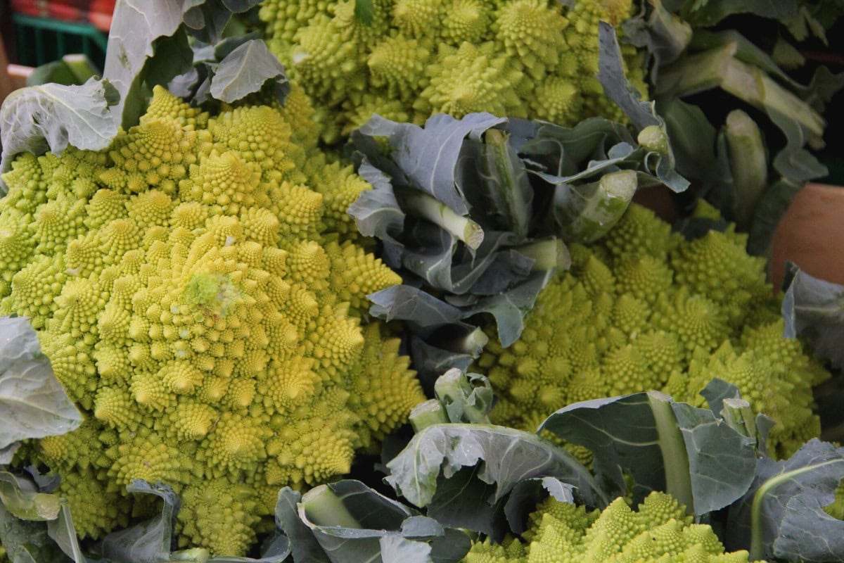 Some ripe broccoflowers | Hurry The Food Up