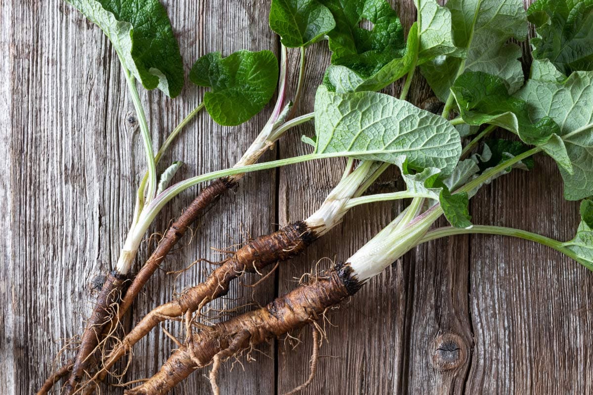 Four burdock roots lie on the wooden surface | Hurry The Food Up