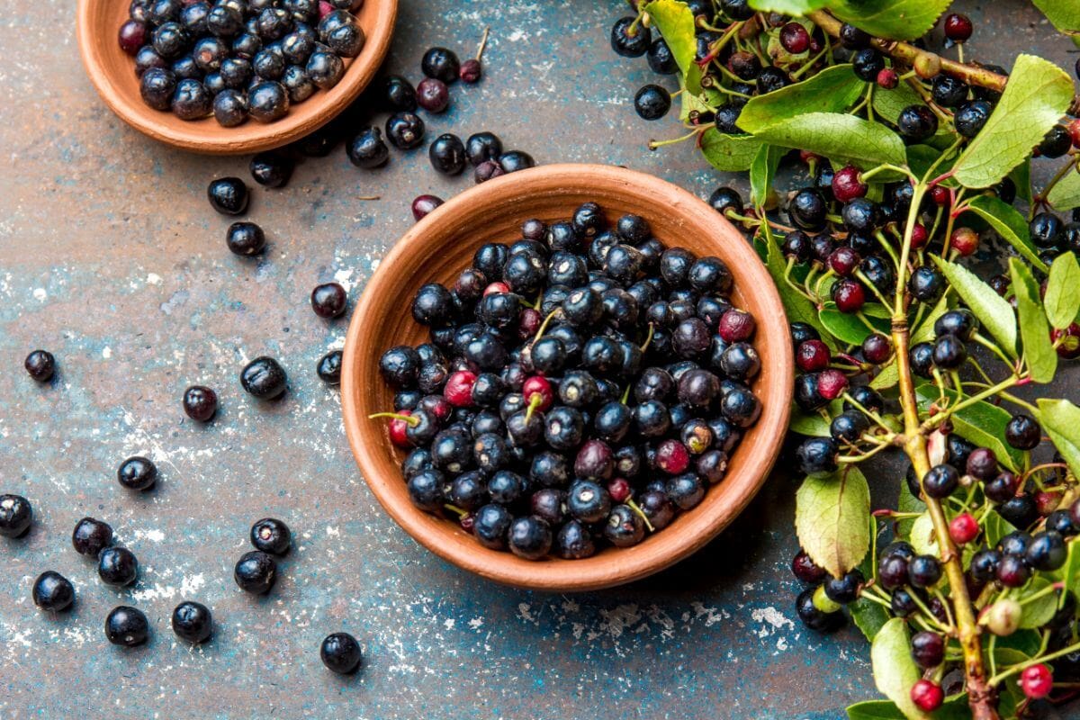 Maqui berries in a bowl, with some berries on a branch against a grey background | Hurry The Food Up