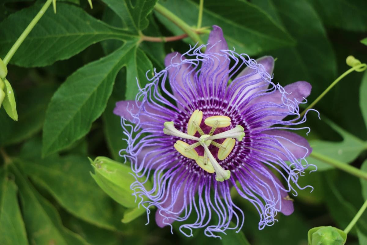 Passion flower vine on which the maypop fruit grows | Hurry The Food Up