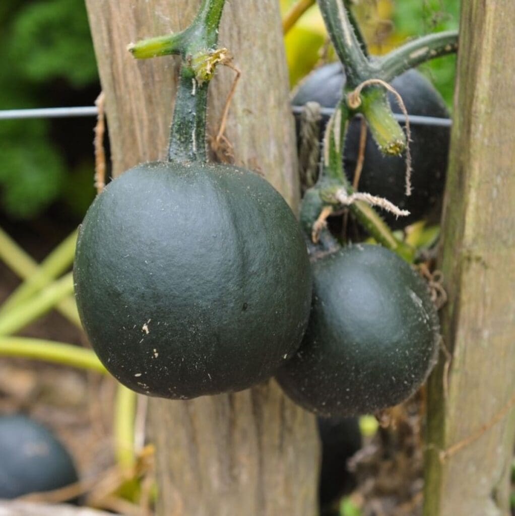 16 Vegetables That Start With G The Ultimate List!