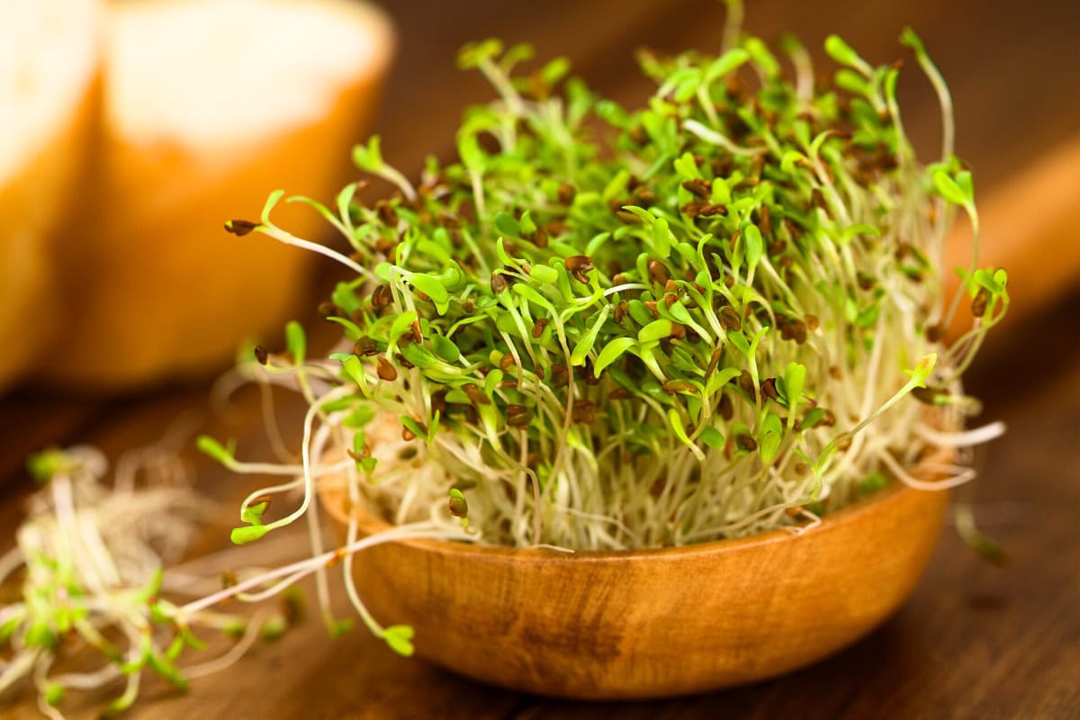 A wooden spoon with Alfalfa sprouts is on the wooden surface | Hurry The Food Up