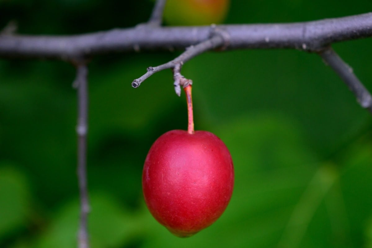 A fruit of American plum hangs on the branch | Hurry The Food Up