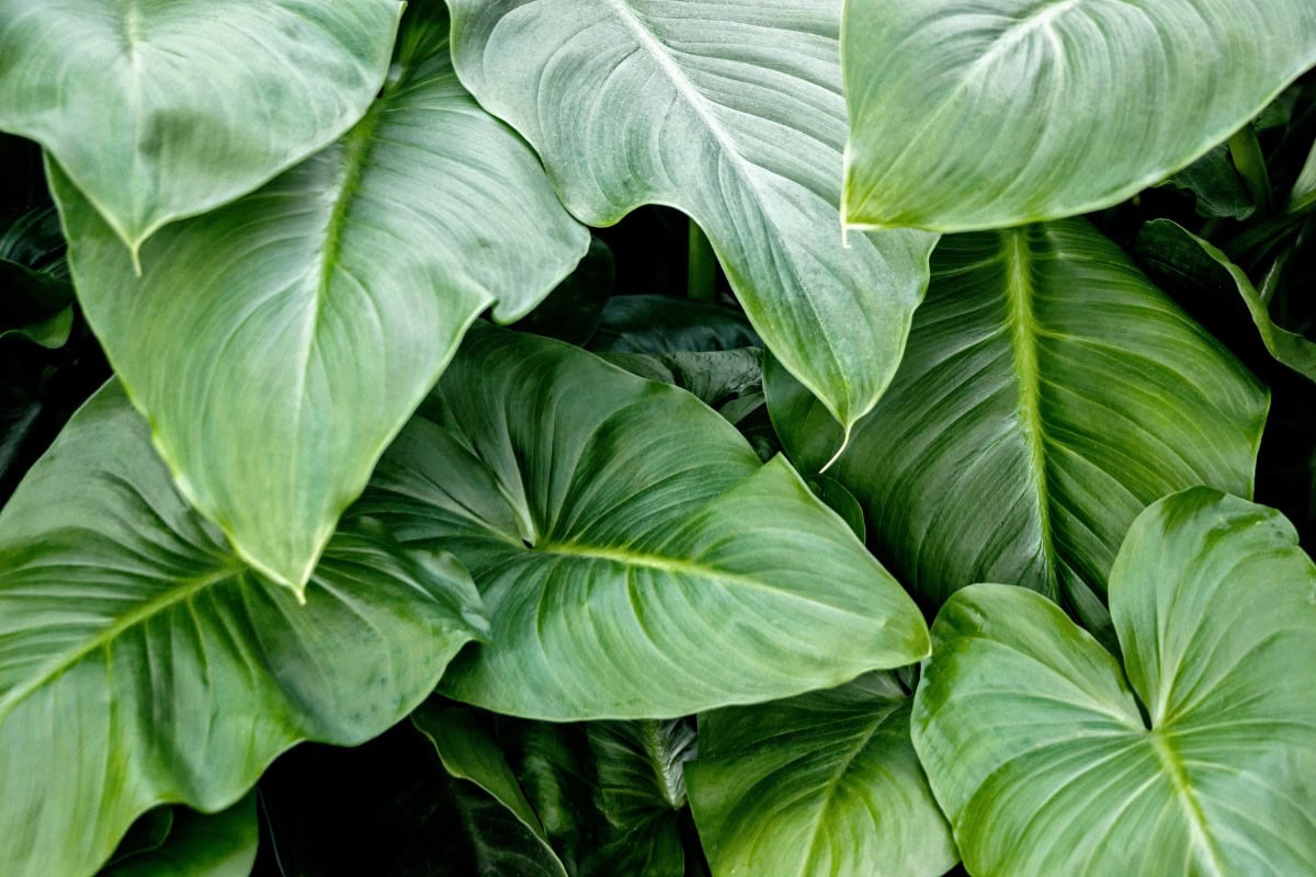 Arrowleaf elephant ears | Hurry The Food Up