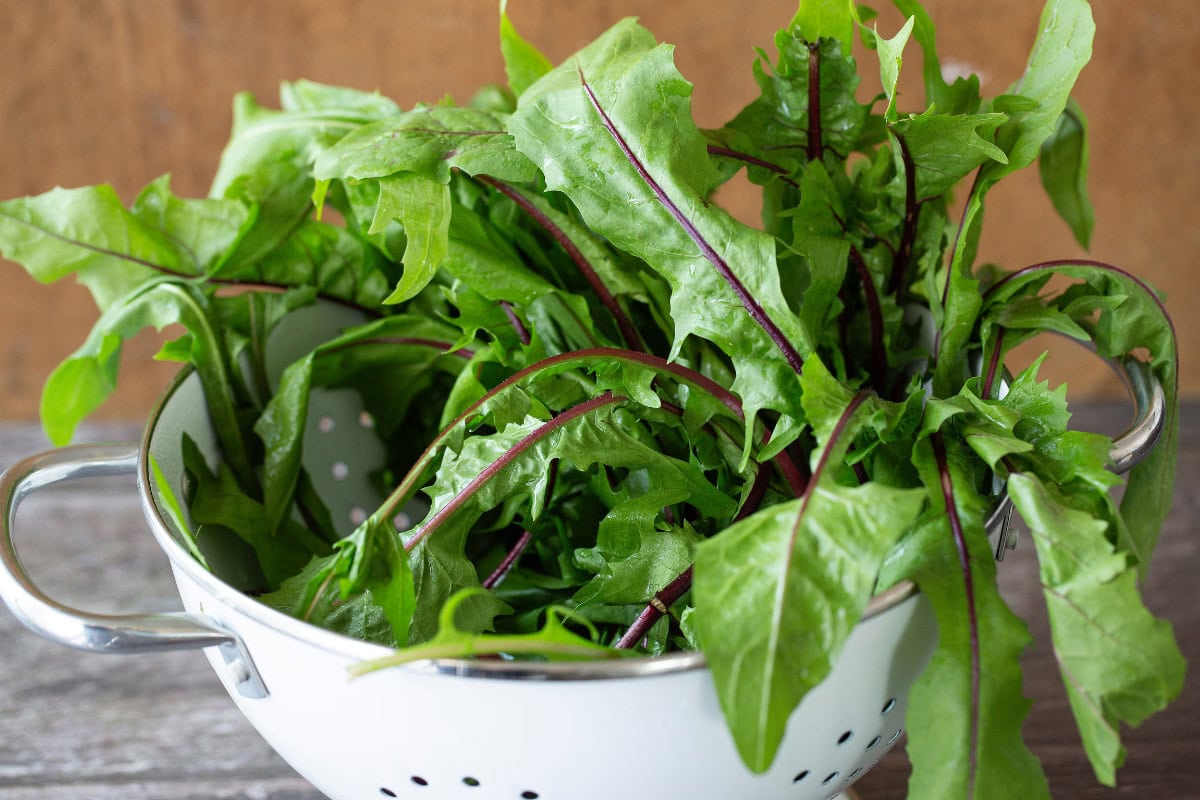 Fresh dandelion greens | Hurry The Food Up