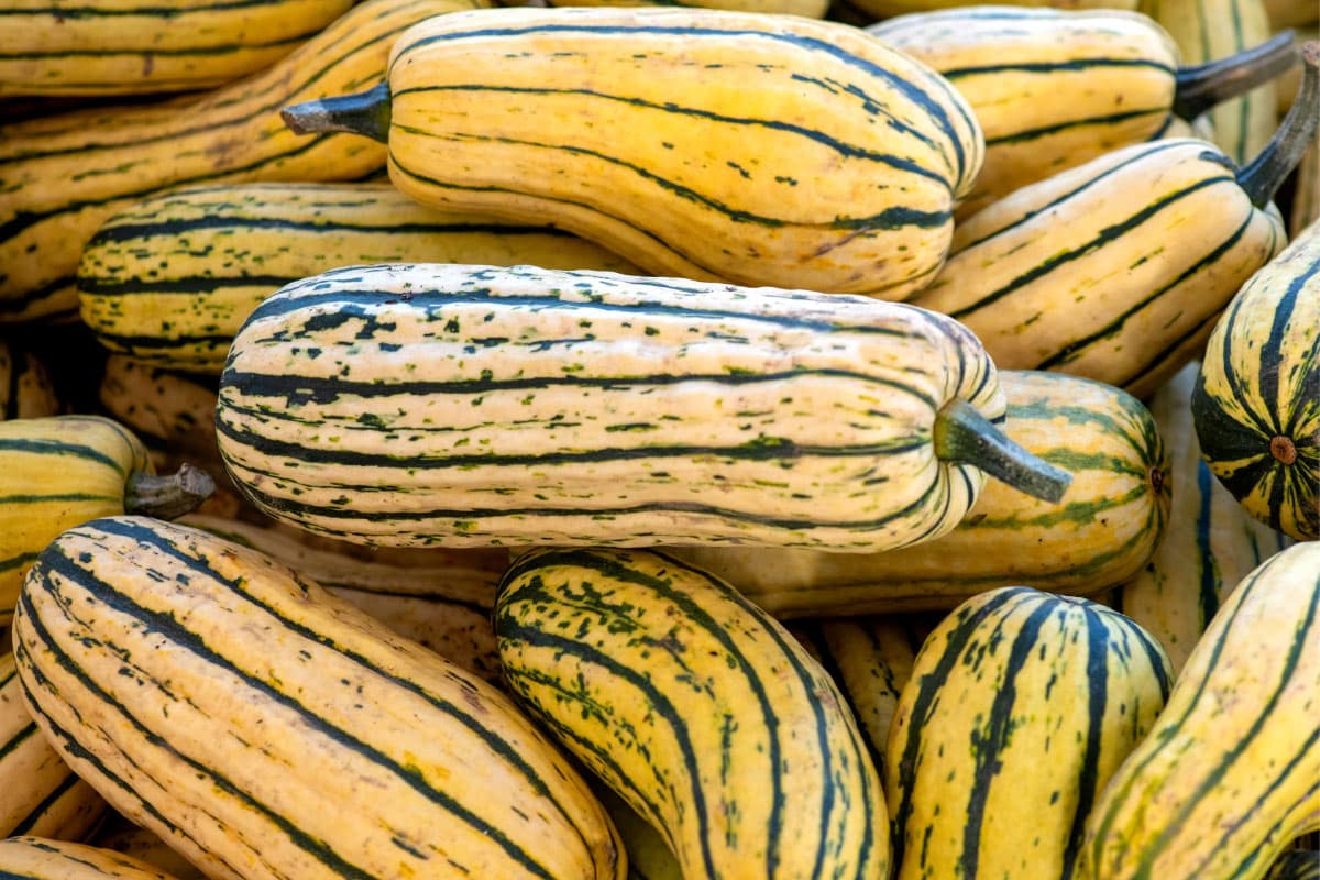 Delicata Squash | Hurry The Food Up