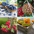 Fruits That Start With H | Hurry The Food Up