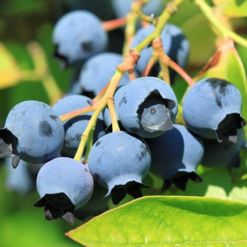 Fruits That Start With H Recipe Card Image | Hurry The Food Up