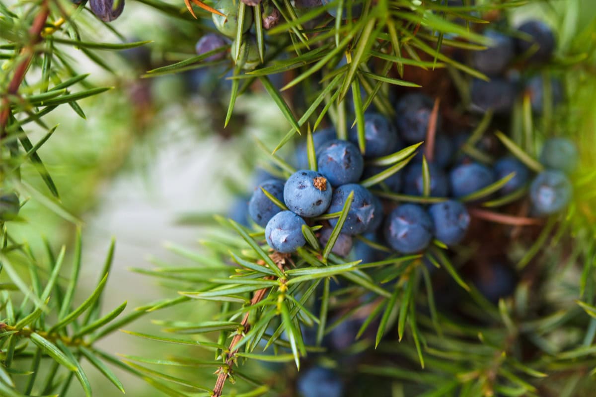 A branch of juniper berries | Hurry The Food Up