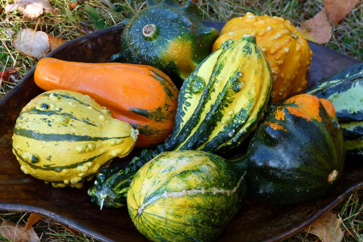 Lakota squash | Hurry The Food Up