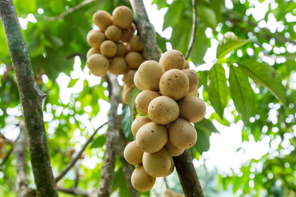 The bunches of langsat fruits are on the tree | Hurry The Food Up