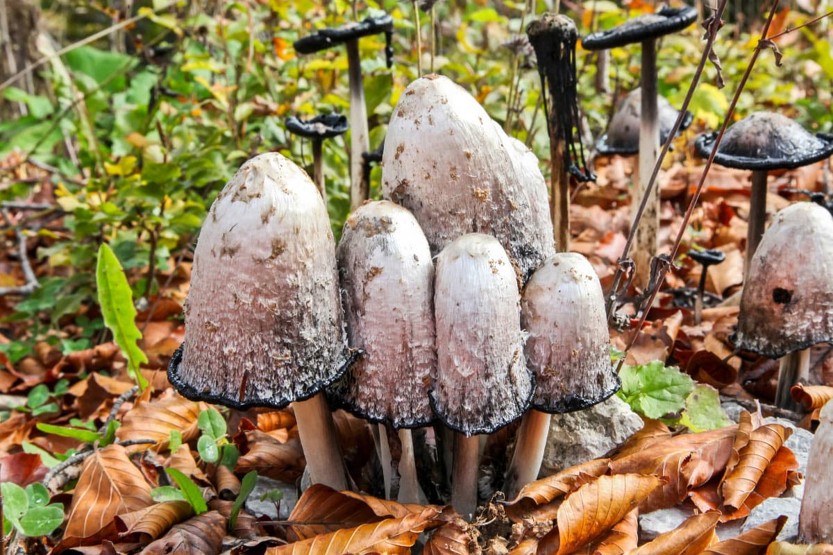 Lawyer’s wig mushroom grow in the forest | Hurry The Food Up