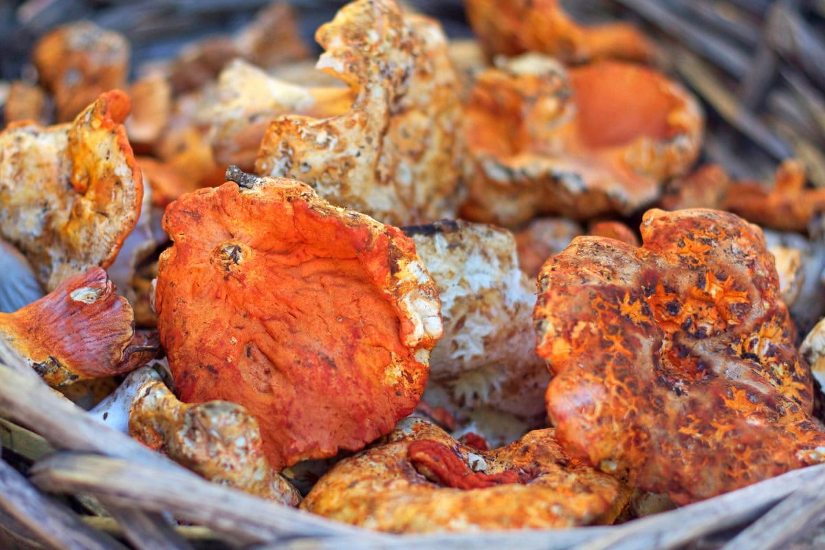 Lobster Mushrooms | Hurry The Food Up