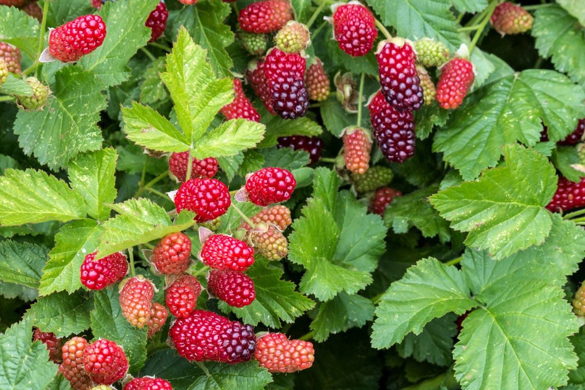 Loganberry fruits are among green leaves | Hurry The Food Up