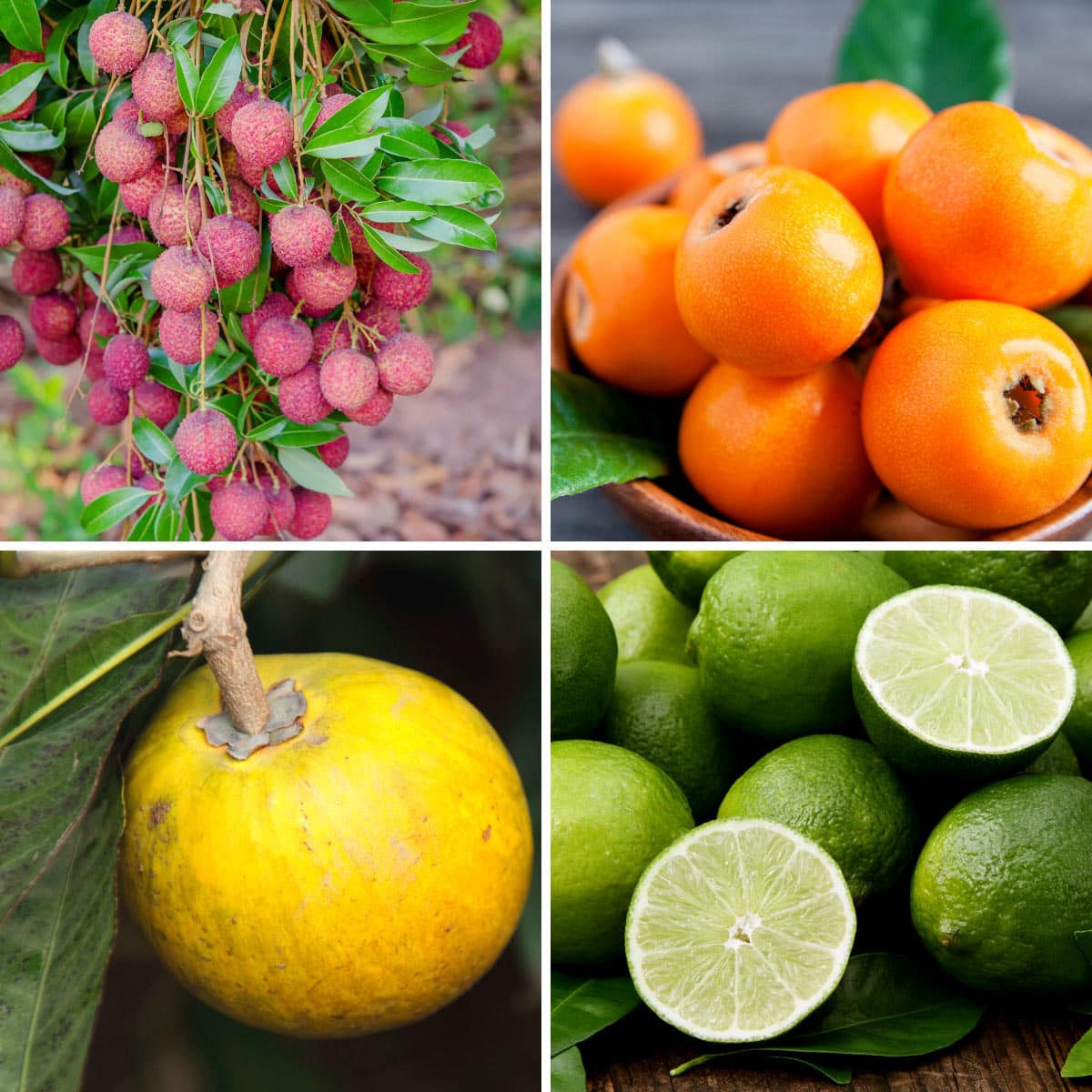 25 Surprising Fruits Starting With L: Heard of #10?