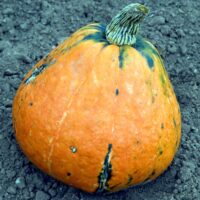 25 Vegetables Starting With L (Watch out for #12!) | Hurry The Food Up - 19