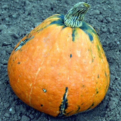 25 Vegetables Starting With L (Watch out for #12!) | Hurry The Food Up