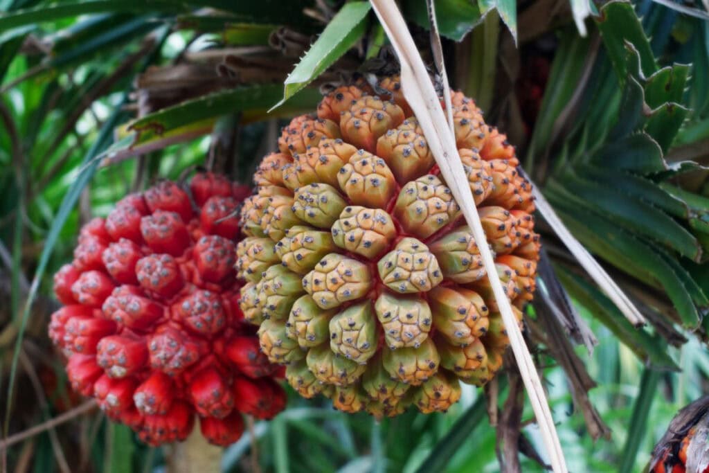 29 Fruits That Start With H (23 is otherworldly!)