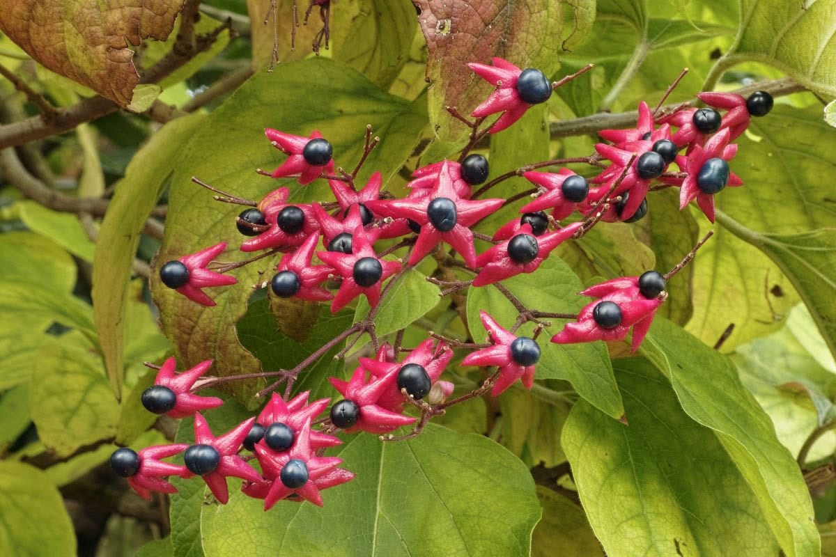 Harlequin glorybower fruits | Hurry The Food Up