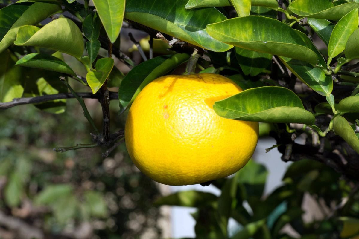 A single hassaku orange on a branch | Hurry The Food Up