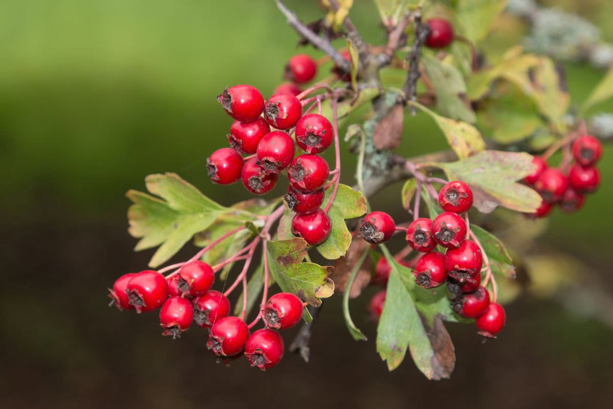 Hawthorn branch with fruits | Hurry The Food Up