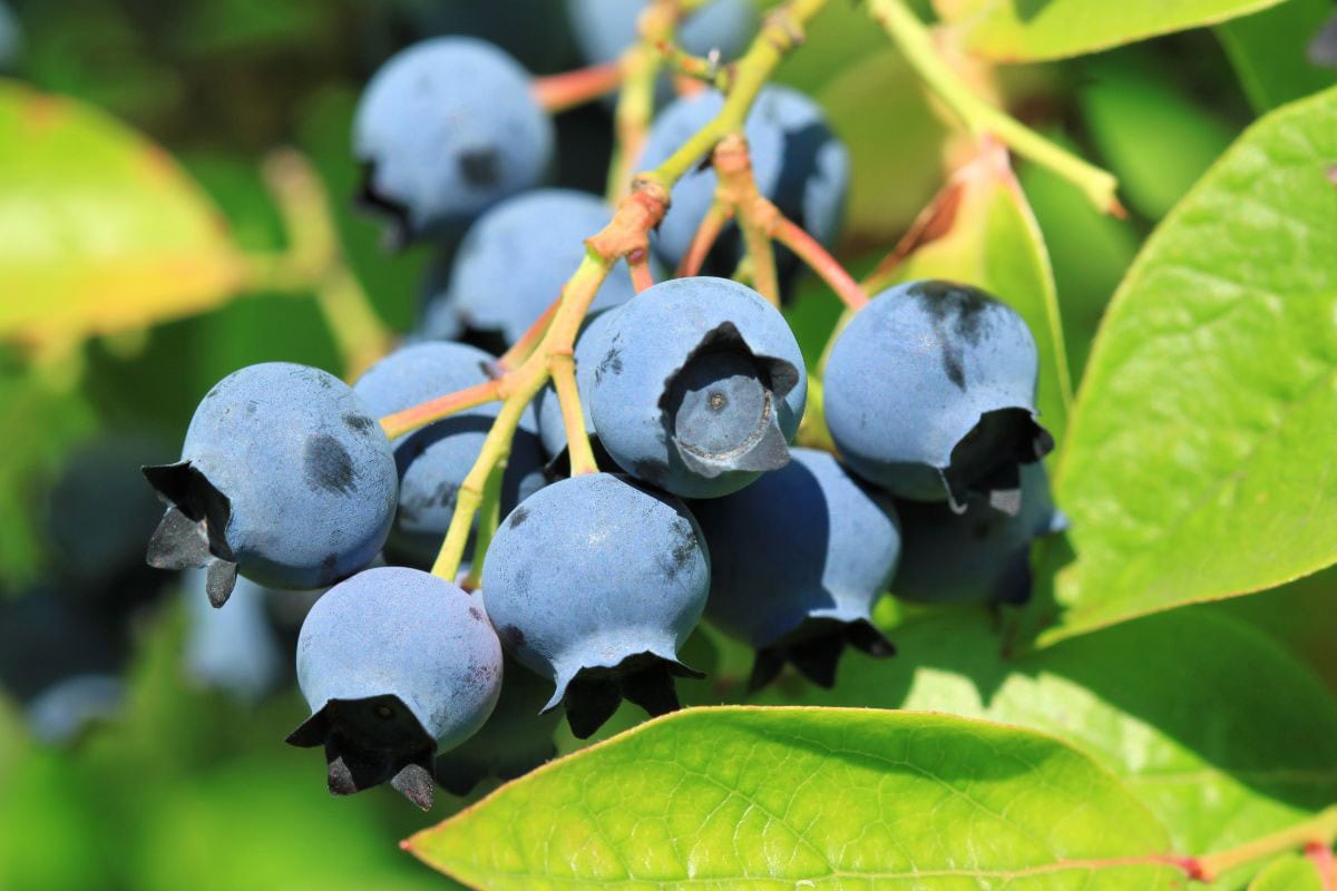 Highbush blueberries on a shrub | Hurry The Food Up