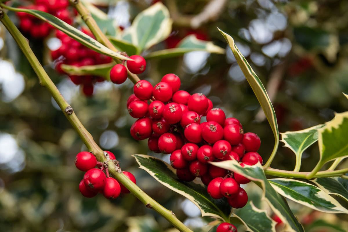 A bunch of holly berries | Hurry The Food Up