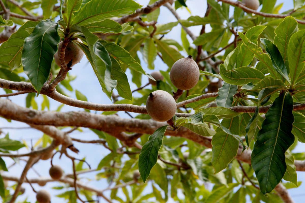 A couple of huito fruits on the tree | Hurry The Food Up